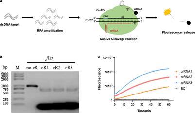 Recombinase Polymerase Amplification/Cas12a-Based Identification of Xanthomonas arboricola pv. pruni on Peach